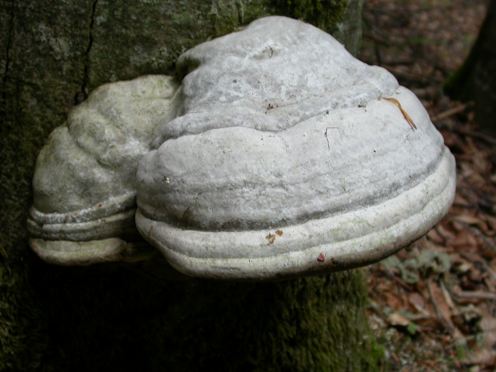 Kav Mantarı - Fomes fomentarius